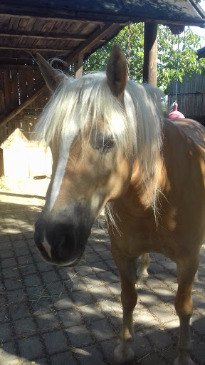 Tierärztliche Praxis Sabine Geiling unter Uettingen, Bayern