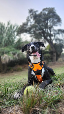 Cani'Corse à Cauro