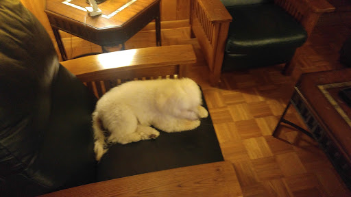 Pet Store «All Pets Considered», reviews and photos, 2614 Battleground Ave, Greensboro, NC 27408, USA