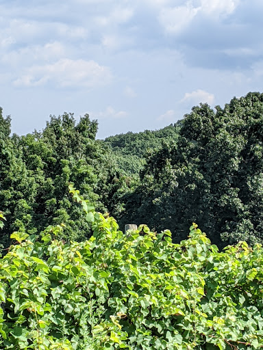 Winery «Glorie Farm Winery», reviews and photos, 40 Mountain Rd, Marlboro, NY 12542, USA
