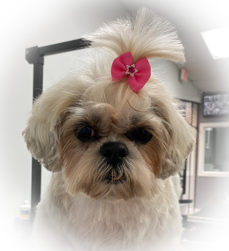 Boss The Pet Connection