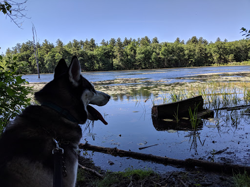 State Park «Lowell-Dracut-Tyngsborough State Forest», reviews and photos, Trotting Park Rd, Dracut, MA 01826, USA