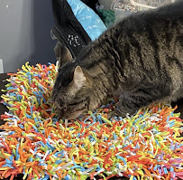 Cait’s Canines and Company - Photo 9 - Car repair in , Buffalo