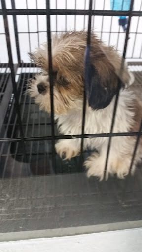 Pet Store «Puppies Plus LLC», reviews and photos, 6405 S Virginia St # 1, Reno, NV 89511, USA