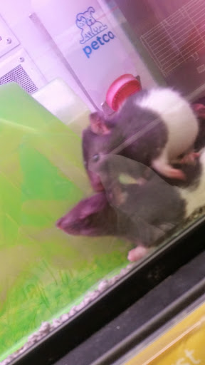 Pet Supply Store «Petco Animal Supplies», reviews and photos, 717 SE Geary St #101, Albany, OR 97321, USA