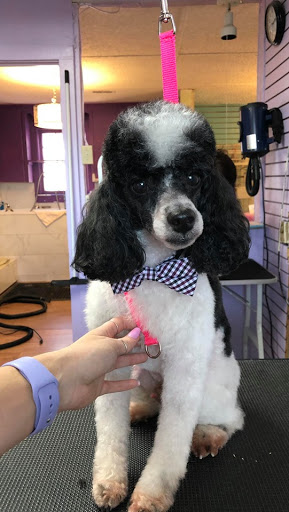 Pet Store «Pet Village», reviews and photos, 5610 Old York Rd, Rock Hill, SC 29732, USA