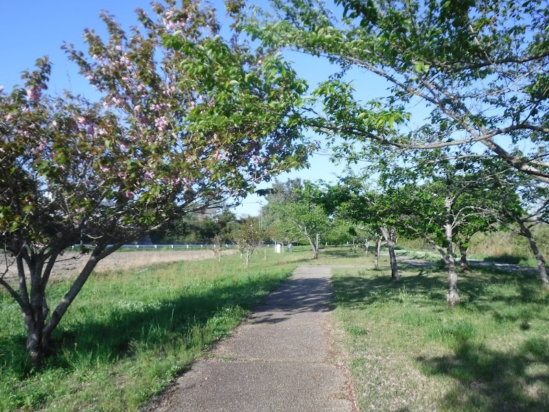 桜づつみ公園