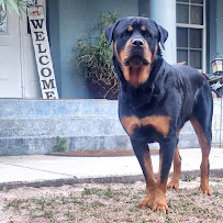 Wilde Breeze, LLC - Photo 9 - Car repair in , Bonita Springs