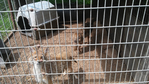 Zoo «Cricket Hollow Zoo», reviews and photos, 1512 210th St, Manchester, IA 52057, USA