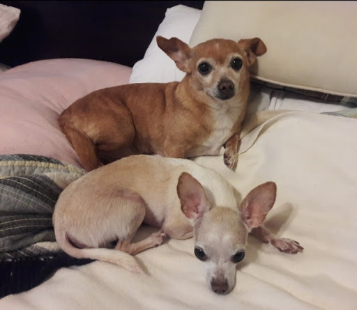 Pet Supply Store «Petco Animal Supplies», reviews and photos, 3194 FM407, Highland Village, TX 75077, USA