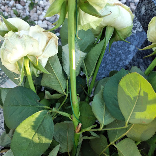 Opinii despre Kwiaciarnia în Dębniki - Kwiaciarnia