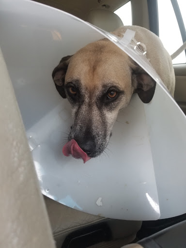 Pet Supply Store «Petco Animal Supplies», reviews and photos, 3055 N President George Bush Hwy, Garland, TX 75040, USA