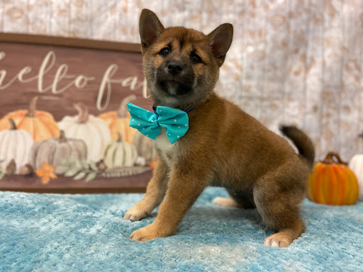 Pet Store «Happiness Is Pets», reviews and photos, 2936 Showplace Dr, Naperville, IL 60564, USA