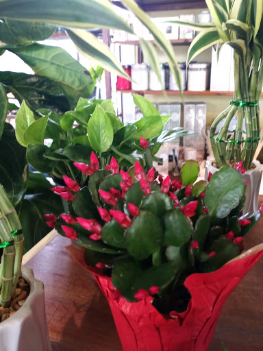 Garden Center «Lilydale Garden Center», reviews and photos, 941 Sibley Memorial Hwy, St Paul, MN 55118, USA