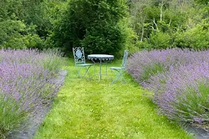 Nettle Creek Lavender Farm image