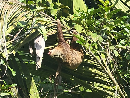 Bus Tour Agency «Rek Travel, LLC», reviews and photos, 5825 W Irving Park Rd, Chicago, IL 60634, USA