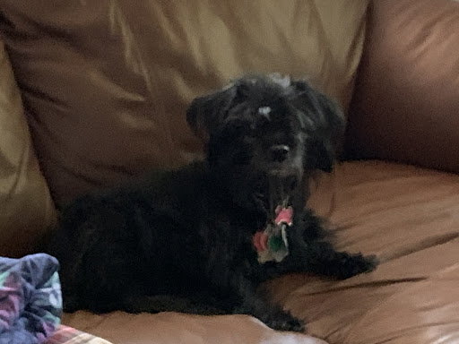 Pet Supply Store «Petco Animal Supplies», reviews and photos, 15790 South La Grange Road, Orland Park, IL 60462, USA