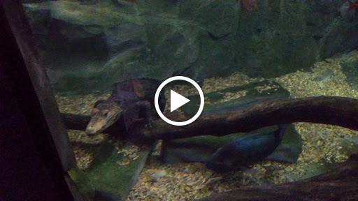 Aquarium «SEA LIFE Grapevine Aquarium», reviews and photos, 3000 Grapevine Mills Pkwy, Grapevine, TX 76051, USA