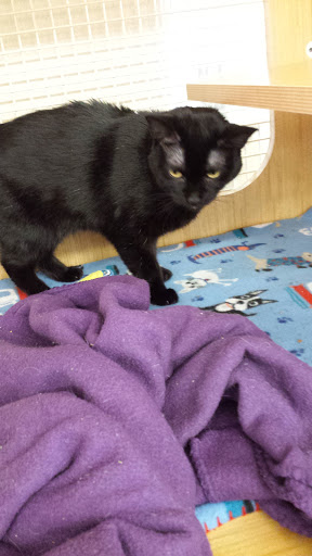 Pet Supply Store «Petco Animal Supplies», reviews and photos, 1090 Fort Union Blvd, Midvale, UT 84047, USA