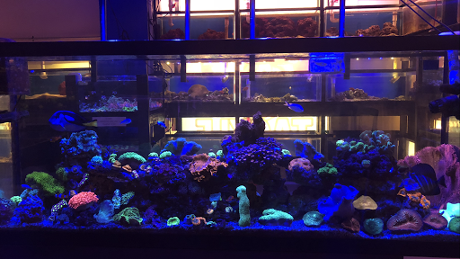 Aquarium «1st Class Aquarium», reviews and photos, 1167 Bay St, Staten Island, NY 10305, USA