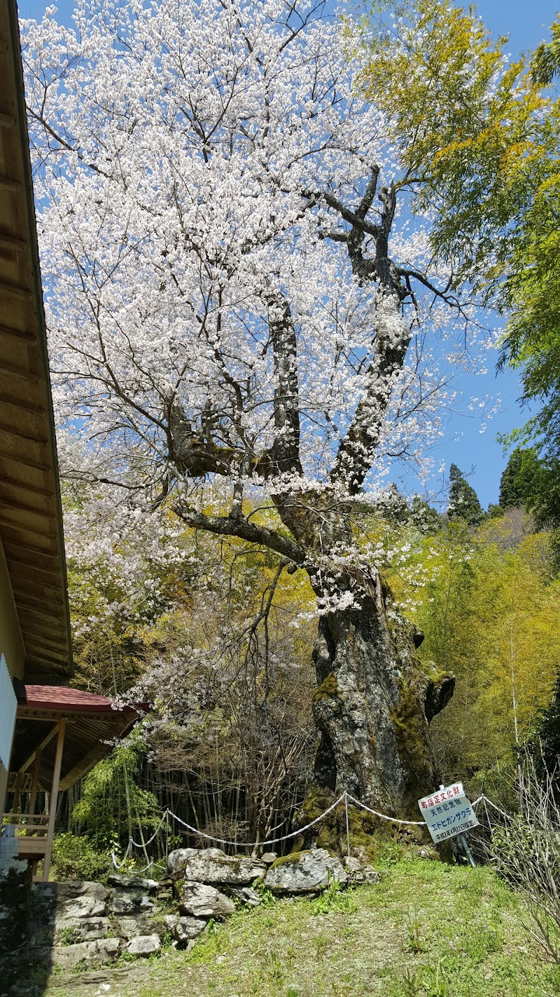 大滝地蔵堂の江戸彼岸桜