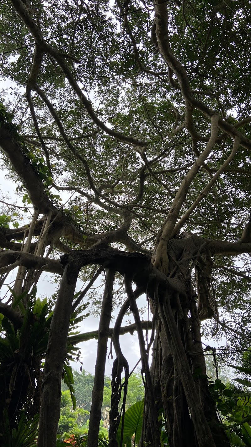 奄美一の巨大ガジュマルの木