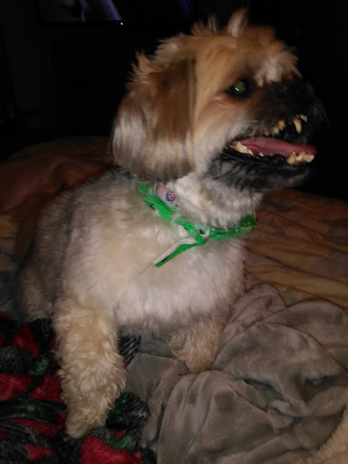 Pet Supply Store «Pet Supplies Plus», reviews and photos, 3205 W 115th St, Merrionette Park, IL 60803, USA