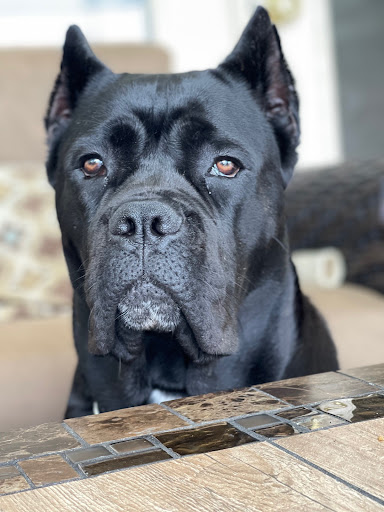 Insurance Agency «Arlo Henderson - State Farm Insurance Agent», reviews and photos