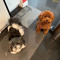 Pet Prive Corp - Photo 4 - Car repair in Miami Beach, FL, Miami