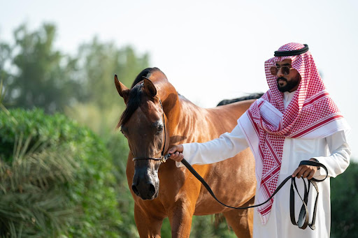 مربط المنار للخيول العربية الأصيلة