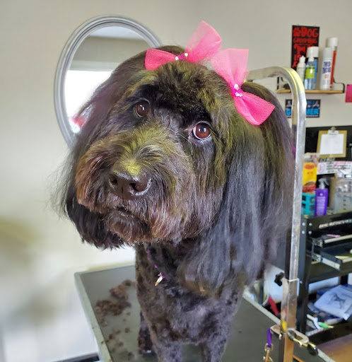 The Peachy Pet Parlor