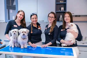 Tierpraxis im Zooviertel | Fachpraxis Tierzahnheilkunde & Innere Medizin, Fachtierärztliche Praxis für Kleintiere image