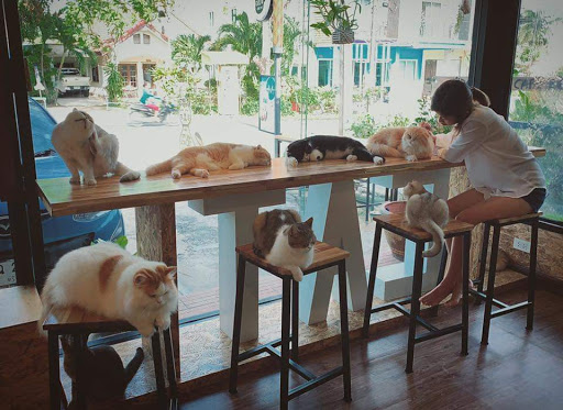 DOO CAT CAFE Phuket