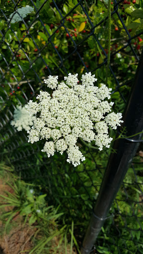 Bicycle Store «Performance Bicycle», reviews and photos, 4436 South Blvd, Charlotte, NC 28209, USA