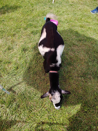 Ski Resort «Shawnee Mountain Ski Area», reviews and photos, 401 Hollow Rd, East Stroudsburg, PA 18301, USA