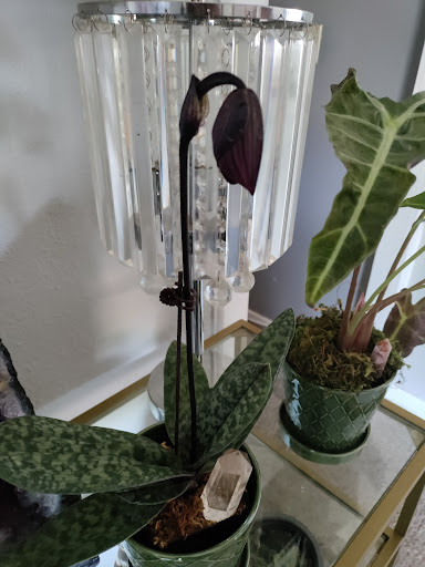 Florist «Island Orchids», reviews and photos, 2204 W Colorado Ave, Colorado Springs, CO 80904, USA