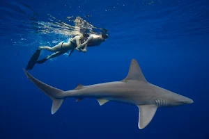 One Ocean Diving image