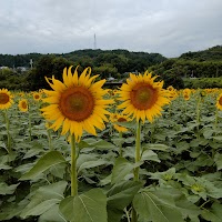 ひまわり園