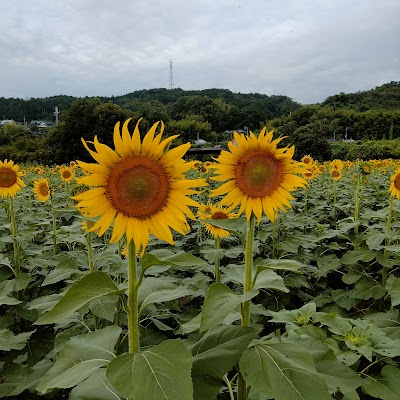 ひまわり園