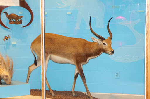 Natural History Museum «Cleveland Museum of Natural History», reviews and photos, 1 Wade Oval Dr, Cleveland, OH 44106, USA