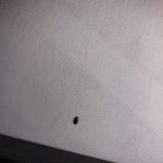 Photo n°3 de l'avis de Manuel.r fait le 11/06/2023 à 04:33 sur le  Hagedorn Hotel Wildpferd Dülmen à Dülmen