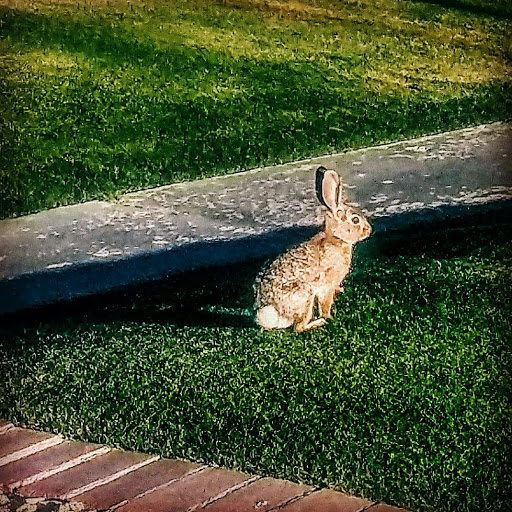 Park «Lookout Mountain Preserve», reviews and photos, 15800 N 16th St, Phoenix, AZ 85022, USA