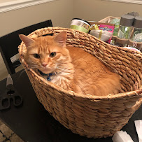 Paws Up! - Photo 8 - Car repair in , Charleston