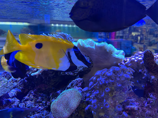 Pet Store «Corals and Fins», reviews and photos, 5011 W Hillsborough Ave, Tampa, FL 33634, USA