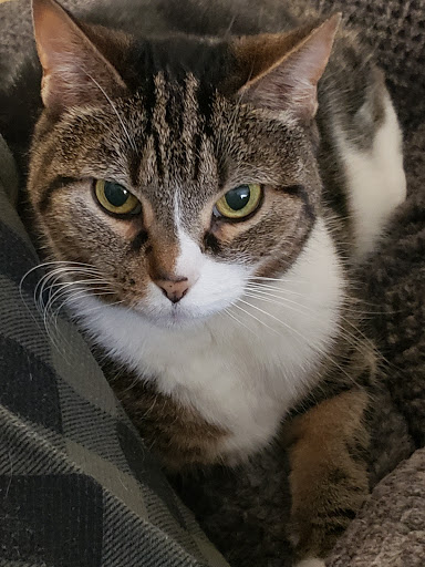 Pet Supply Store «PetSmart», reviews and photos, 1275 N Military Hwy, Norfolk, VA 23502, USA