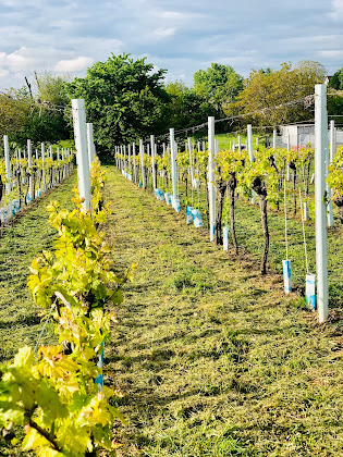 Photos du propriétaire Ferienwohnung FeWo-FeelGood 76829 Landau