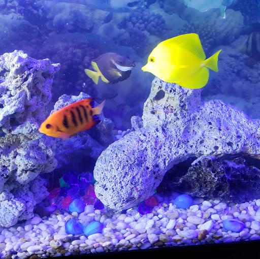 Tropical Fish Store «OceanLife Aquariums», reviews and photos, 5475 West Loop S, Houston, TX 77081, USA