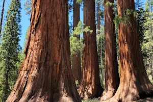 Mariposa Grove of Giant Sequoias image