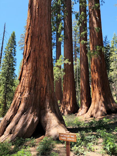Mariposa Grove of Giant Sequoias