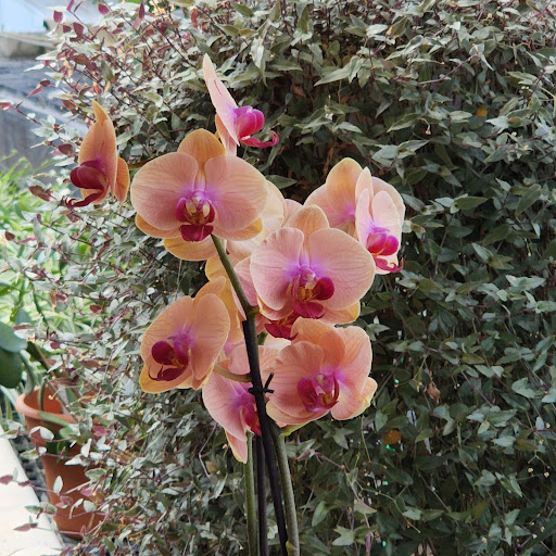 Florist «Radebaugh Florist and Greenhouses», reviews and photos, 120 Burke Ave, Towson, MD 21286, USA